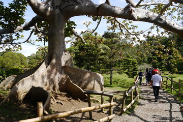 Santo Domingo Riesenbaum im Japanischen Garten