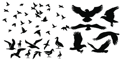 Fototapeta na wymiar Birds icons set Vector illustration white background