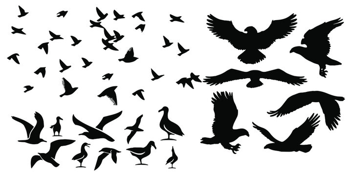 Birds icons set Vector illustration white background