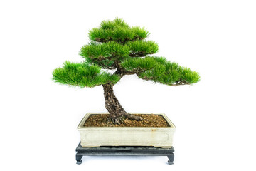 Chinese Pine  Bonsai tree isolated on white background.