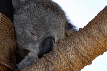 Sleeping Koala Bear