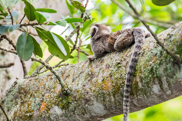 Weißbüscheläffchen oberhalb der Copacabana, Rio de Janeiro, Brasilien