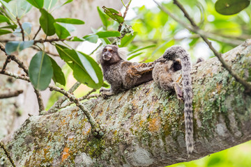 Weißbüscheläffchen oberhalb der Copacabana, Rio de Janeiro, Brasilien