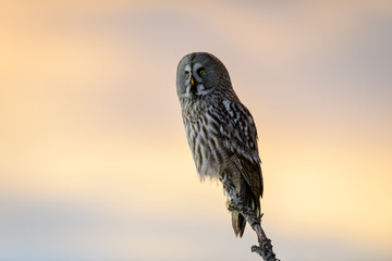 Norwegian great gray owl (Strix nebulosa) in tree in sunset