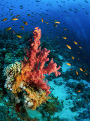 Fototapeta na wymiar Underwater world. Beautiful coral reef with soft red and yellow corals. Red Sea.