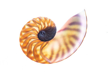 Macro close-up of nautilus shell