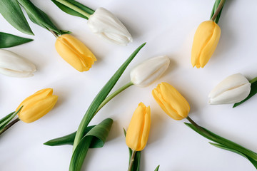 White and yellow tulips lie on a white background. © Алексей Коза
