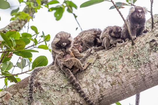 Callitrichidae Bilder Durchsuchen 1,024 Archivfotos,