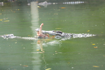 The crocodile eatting food in river at thailand