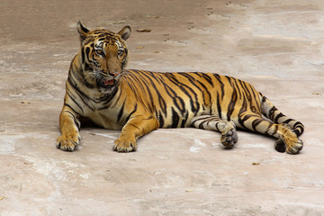 Fototapeta na wymiar Close up tiger on cement floor in thailand