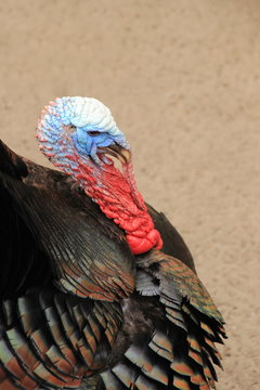 Truthahn - Puter - Portrait - Meleagrididae