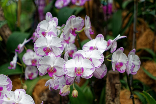 Orchids at the National Orchid Centre, Singapore