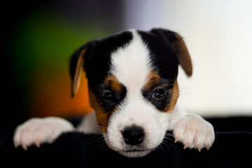 Puppy dog Jack Russell terrier posing for a photo.
