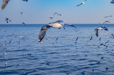 Seagulls bird flying over the sea with beautiful sunset on evening twilight sky landscape background