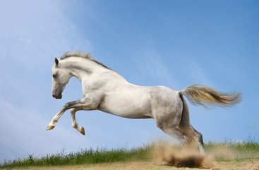 Plakat white horse rearing up on blue sky background