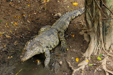 Close up crocodile rest near the river in thailand.