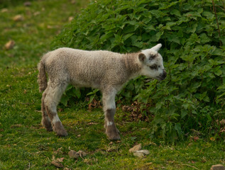 Un agneau est né dans le champ de la voisine, sa maman la brebis est près de lui et le surveille