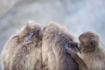 Gelada baboons hugging each other