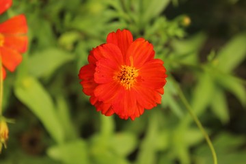 Orange little flower