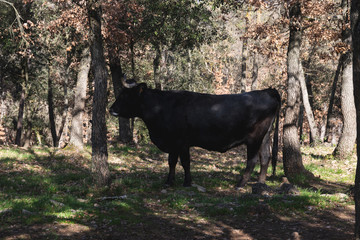 Side view of a black cow, in the forest