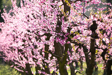 Fruit trees in spring with pink flowers, beautiful spring garden