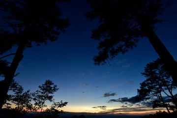 Fototapeta na wymiar Pine tree silhouette with twilight sky in an evening