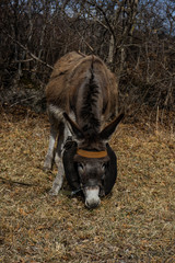 Donkey outdoor in winter time