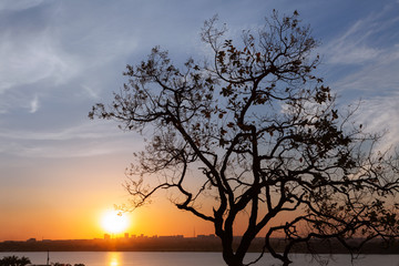 Fototapeta na wymiar Tree silhouette at sunset in Brasilia