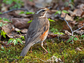 The redwing (Turdus iliacus) is a bird in the thrush family, Turdidae