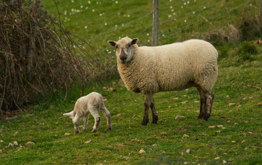Naklejka na ściany i meble Un agneau est né dans le champ de la voisine, sa maman la brebis est près de lui et le surveille