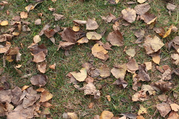 autumn leaves on grass