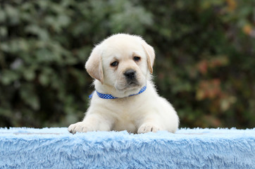 the labrador puppy on a blue background