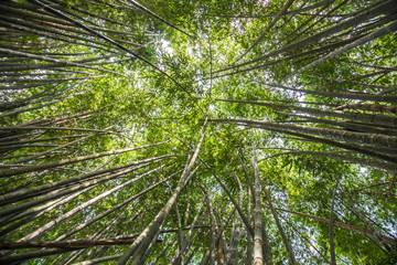Fototapeta na wymiar Bambus im Botanischen Garten, Rio de Janeiro, Brasilien