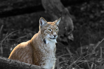 Lynx