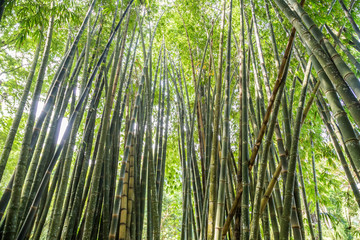 Obraz na płótnie Canvas Bambus im Botanischen Garten, Rio de Janeiro, Brasilien