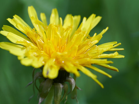 Close-up of a yellow dandelion flower