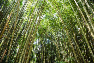 Obraz na płótnie Canvas Bambus im Botanischen Garten, Rio de Janeiro, Brasilien
