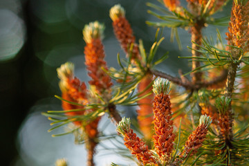 Womens inflorescences of  pine ( coniferous) are collected in pink spikelets. Botanical Park Flora at  Cologne