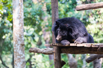ours brun dans un parc