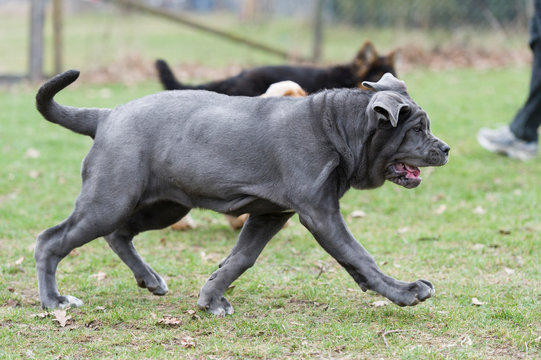 Mastino Napoletano
