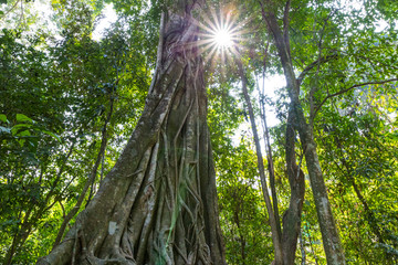 arbre et végétation de la jungle