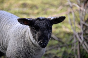 Naklejka premium MOUTON