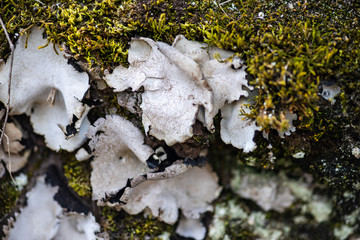 Natural background with stone and moss