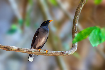 Jungle myna or Acridotheres fuscus, beautiful black bird perching on branch with blur background in nature, Southern Thailand.