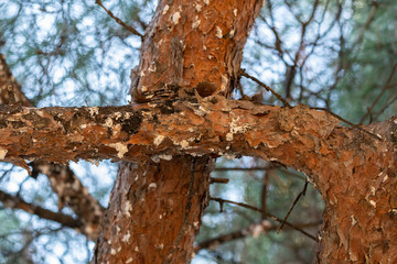 Giant pine scale (Marchalina hellenica) on pine tree branch