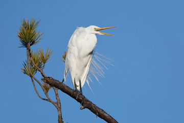 Great Egret perched in a pine tree