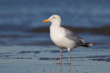 Herring Gull in winter on an Atlantic coast beach