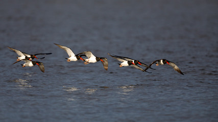 American Oystercatchers in flight