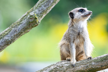 Erdmännchen Blick von Seite 