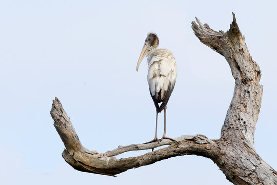 Wood Stork perched in a dead tree